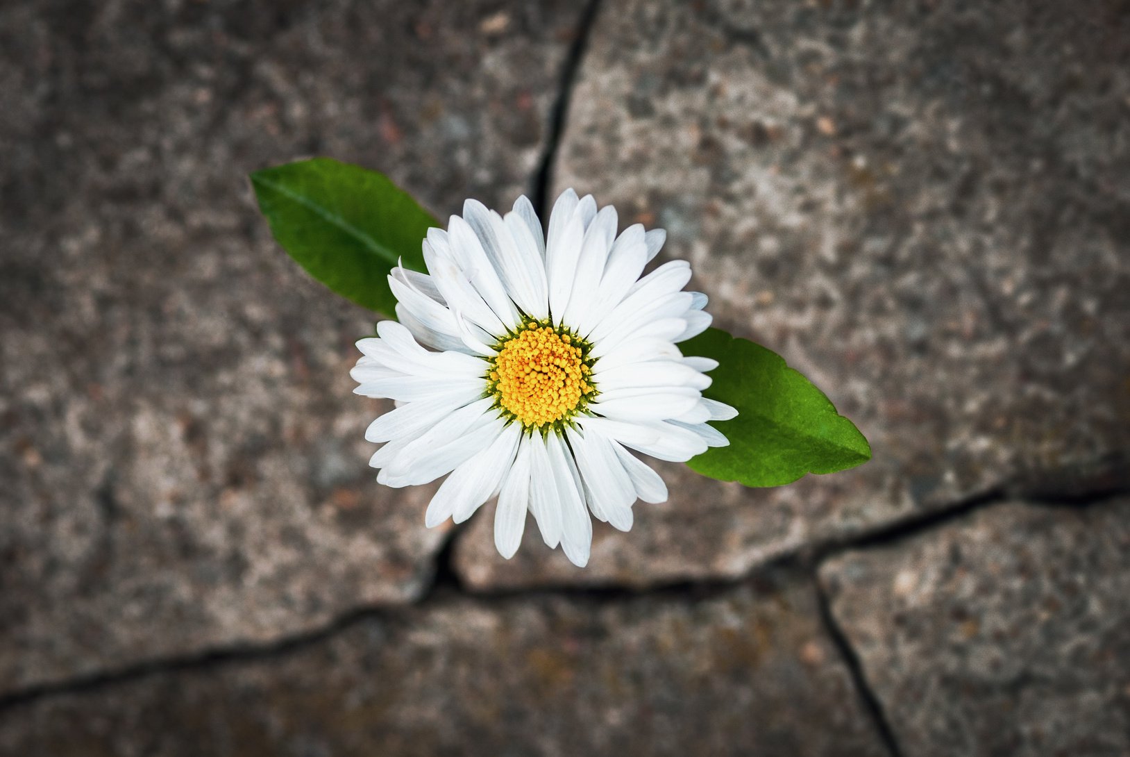 White flower growing in cracked stone, hope life rebirth resilience symbol